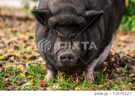 動物 子豚 黒豚 かわいいの写真素材