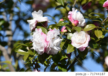 さざんかの花の写真素材