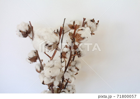 Flower 綿 ドライフラワー 花瓶の写真素材 Flower 綿 ドライフラワー 花瓶の写真素材