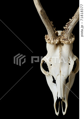 鹿の頭蓋骨 骨の写真素材