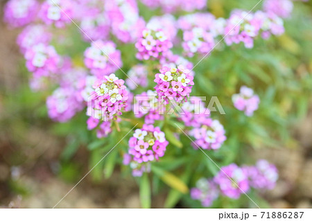 集合体の花の写真素材