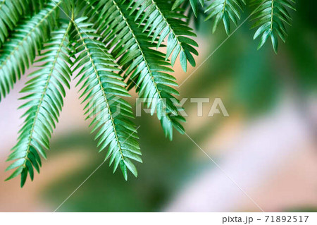 エバーフレッシュ 花 ネムノキ 観葉植物 マメ科の写真素材