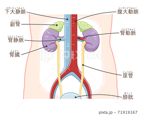 腎臓のイラスト素材