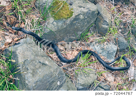 カラスヘビの写真素材