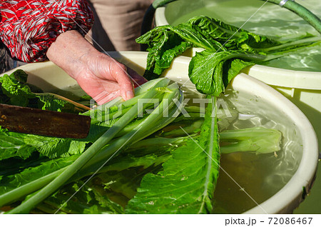 菜っ葉 冬野菜の写真素材