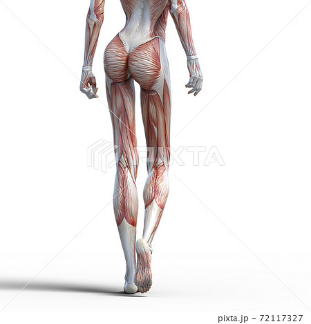 女性 足 日本人 筋肉のイラスト素材