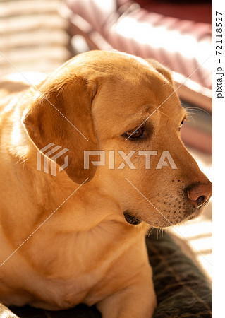 ゴールデンレトリーバー 盲導犬の写真素材