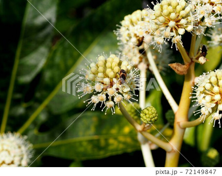 ハナアブ 植物 ヤツデ 虫の写真素材