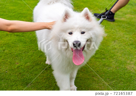 犬 大型犬 サモエド 白色の写真素材