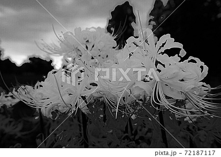 彼岸花 花 モノクロ 白黒の写真素材