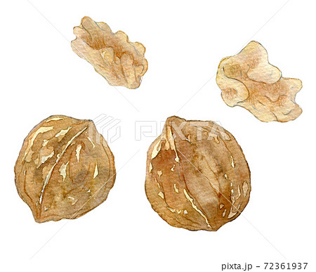 クルミのイラスト素材