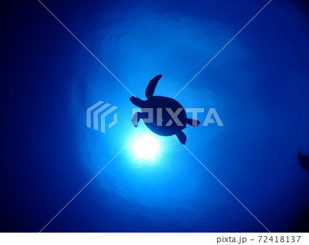 ウミガメのシルエットの写真素材