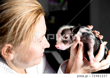 動物 豚 ミニ豚 黒色の写真素材