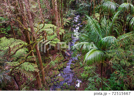 雨緑樹林の写真素材
