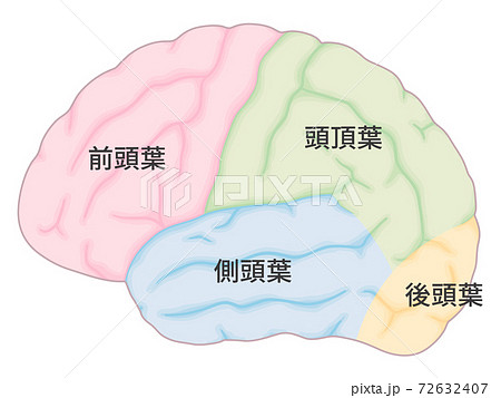 大脳皮質のイラスト素材