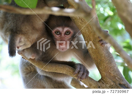 動物 猿 しっぽ 小猿の写真素材