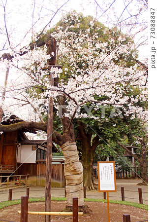 靖国神社の標本木の写真素材