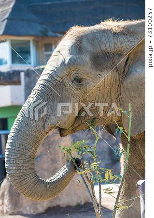 巨大生物の写真素材