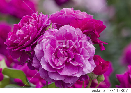 花 薔薇 赤紫 薔薇の花の写真素材