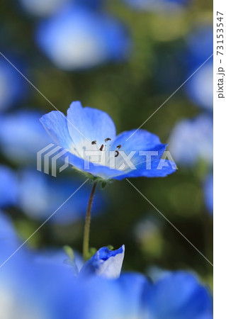 花畑 オオイヌノフグリ 自然 植物の写真素材