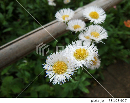 ハルシオン 花 雑草の写真素材