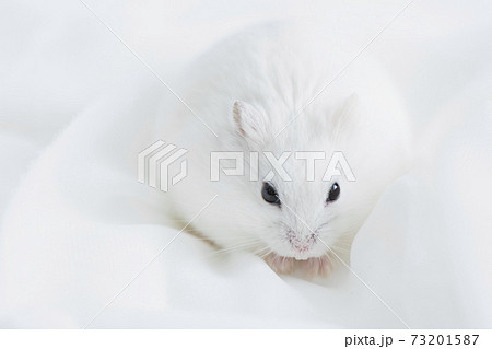 ハムスターの写真素材集 Pixta ピクスタ