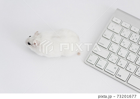 ハムスターの写真素材集 Pixta ピクスタ