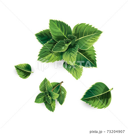 ミントのイラスト素材