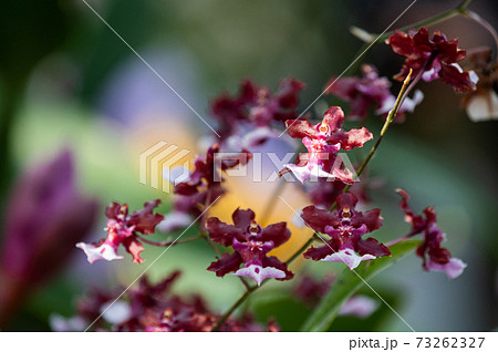 オドントグロッサムの写真素材