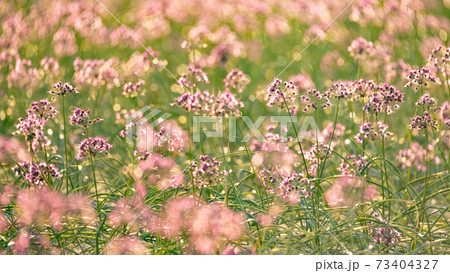 花ラッキョウの写真素材