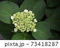 アジサイのつぼみから開花までの様子の写真素材 7341