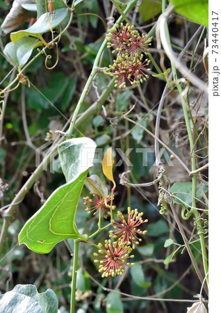 山帰来 サンキライの写真素材