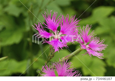 なでしこ 花の写真素材