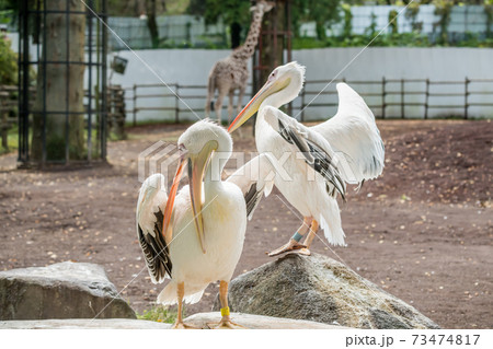 黄色いくちばし 鳥の写真素材