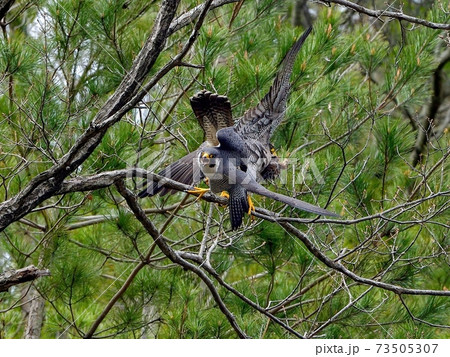 ハヤブサ 自然 鳥 かっこいいの写真素材