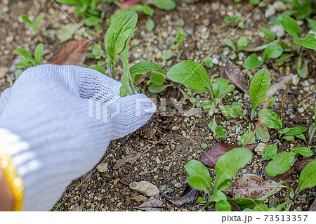 草むしり 草取りの写真素材 - PIXTA