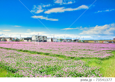 れんげ 花畑の写真素材