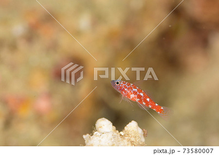 ベラの幼魚 幼魚の写真素材