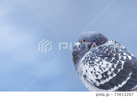 ハト 鳩 の写真素材集 ピクスタ