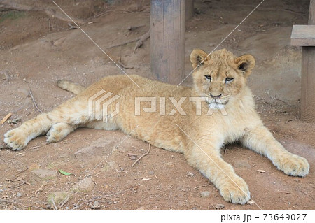 猛獣 動物 強い ライオンの写真素材