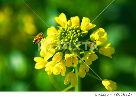 菜の花とミツバチの写真素材