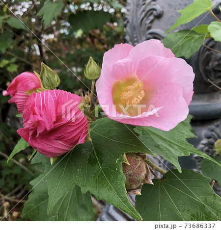 アルテアの写真素材