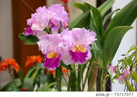 カトレアの花の写真素材