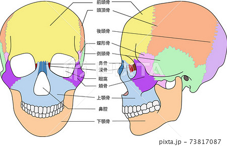 頭蓋骨 骨 頭 骨格のイラスト素材