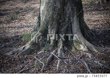 木の根 大木 根っこの写真素材 - PIXTA