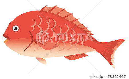 タイ 鯛 のイラスト素材集 ピクスタ