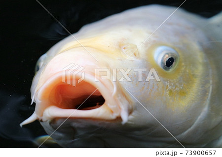 魚 顔 金色 鯉 コイの写真素材