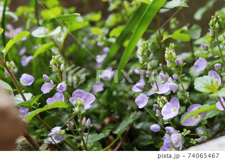 ムラサキトラノオの写真素材