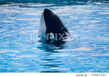 海のギャングの写真素材