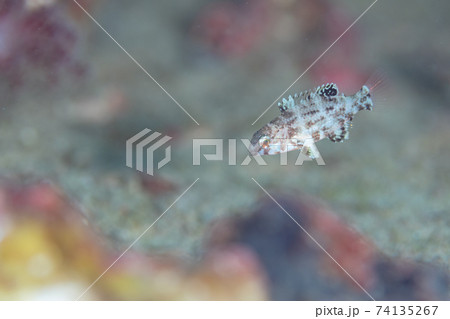 ベラの幼魚 幼魚の写真素材